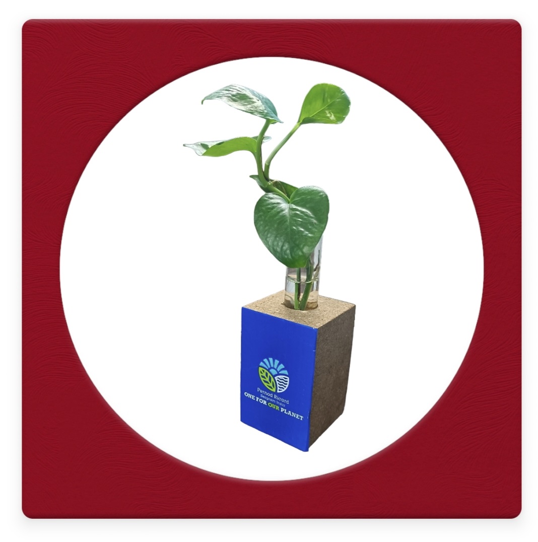 Cork Planter 10